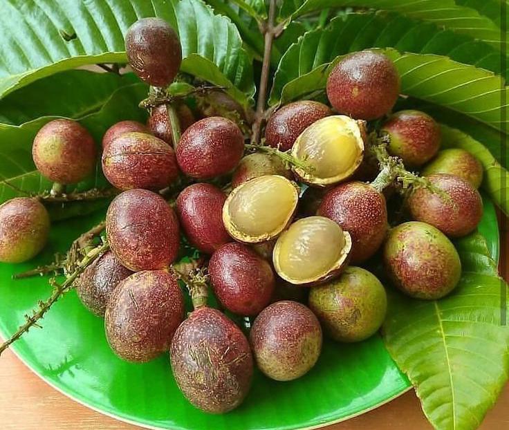 Manfaat Buah Matoa untuk Kesehatan Tubuh: Buah Langka Asal Papua dengan Segudang Khasiat