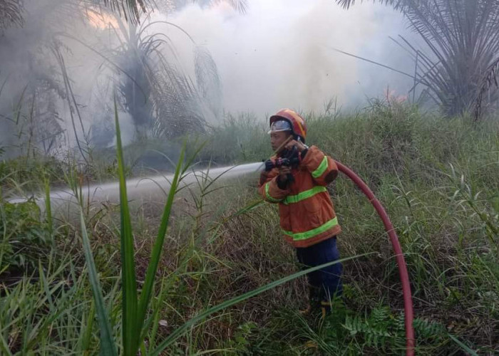 Memasuki Musim Kemarau Kebakaran Hutan dan Lahan Mulai Terjadi di Kabupaten Mesuji