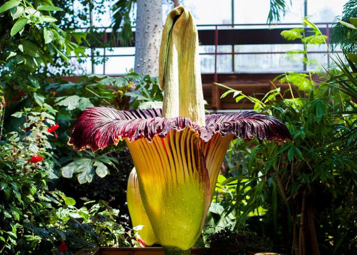 Misteri Mekarnya Bunga Bangkai Setelah 10 Tahun, Jejak Raksasa Sumatera yang Pemalu