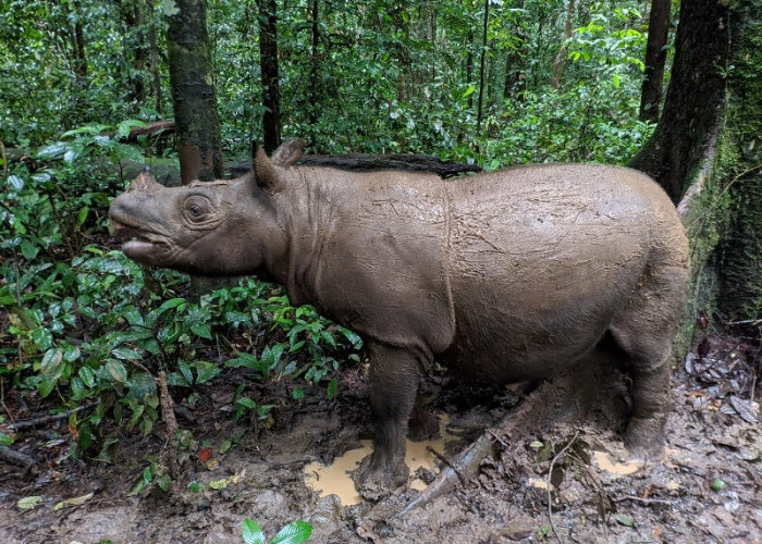 Tersisa Dua Ekor, Badak Kalimantan Hadapi Ancaman Kepunahan
