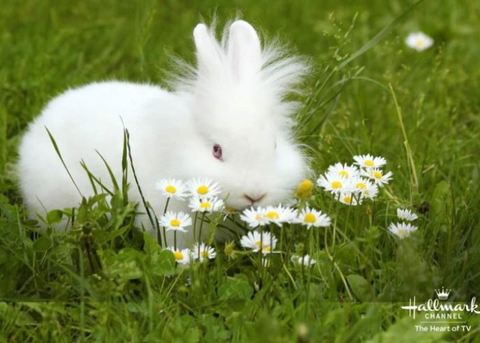 Punya Peliharaan Kelinci di Rumah,  Ini Tips agar Sehat dan Gak Gampang Sakit