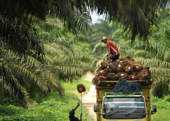 Dolar Naik, Tapi Harga Sawit Malah Turun. Kok Bisa?