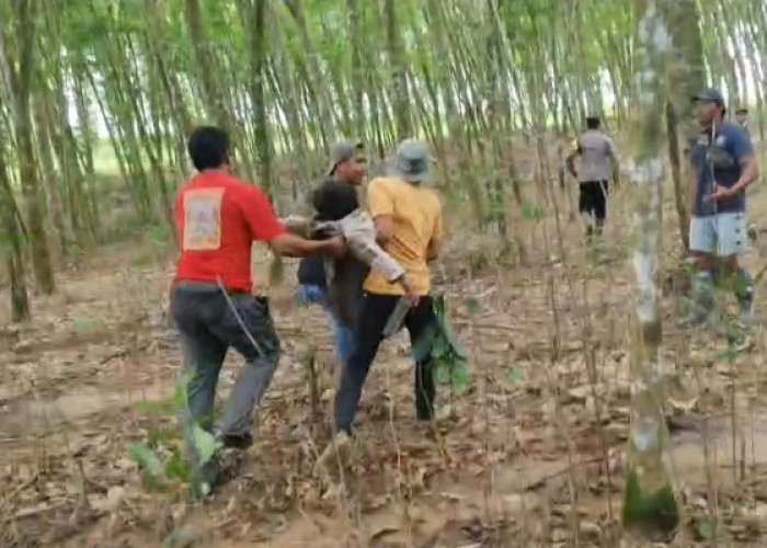 Kades di Lamtim Meninggal Usai Diamuk Gajah Liar Hutan Larangan