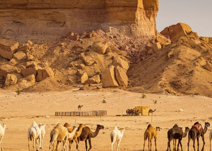 Menarik! Arab Saudi Berencana Buatkan Paspor Khusus Unta