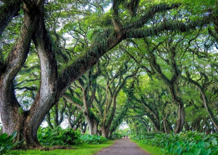 De Djawatan: Hutan ‘Lord of the Rings’ di Banyuwangi yang Bikin Takjub