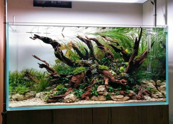 Aquascape, Hobi Menenangkan yang Kian Diminati: Dari Relaksasi Mata hingga Peluang Cuan