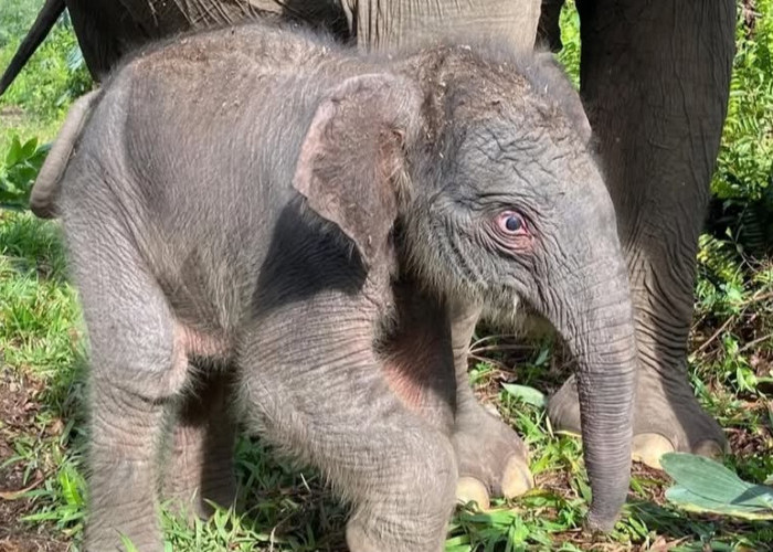 Anak Gajah Sumatera Lahir di Tesso Nilo, Nona Seroja Jadi Simbol Harapan Baru