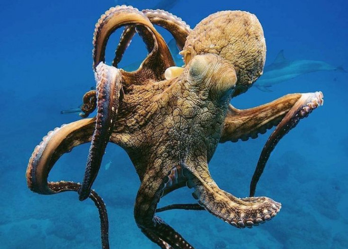 Fakta Unik Laut Dalam, Gurita Ternyata Hidup Dengan Tiga Jantung