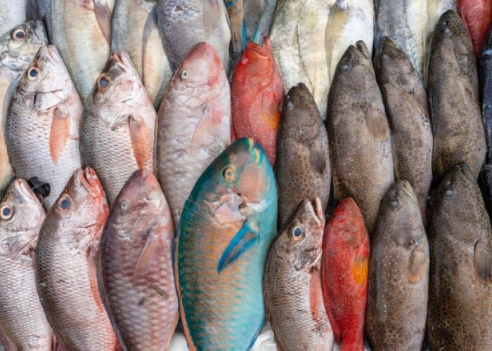 Tips Mudah Pilih Ikan Laut Segar, Cermati Agar Tak Salah Pilih 