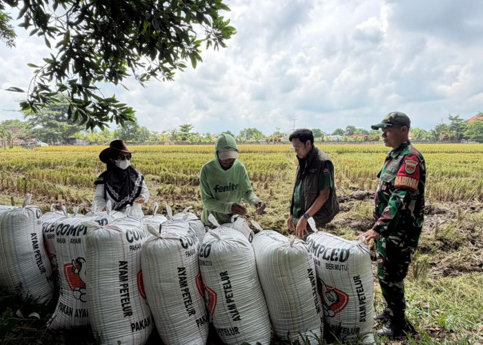 BULOG Lampung Catat Serapan Gabah 369 Ribu Ton, Cadangan Beras Capai 200 Ribu Ton