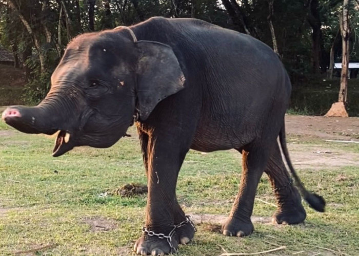 Sempat Viral Satu Dekade Lalu, Begini Kondisi Gajah Erin Sekarang!