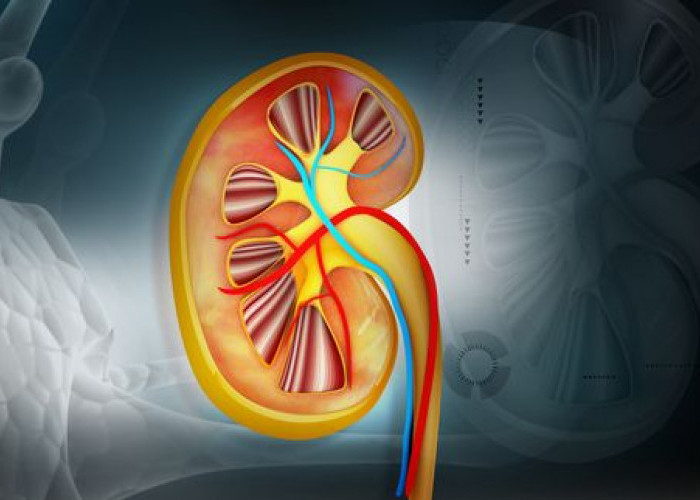 Hati-hati Tujuh Kebiasaan Ini Bisa Rusak Ginjalmu!