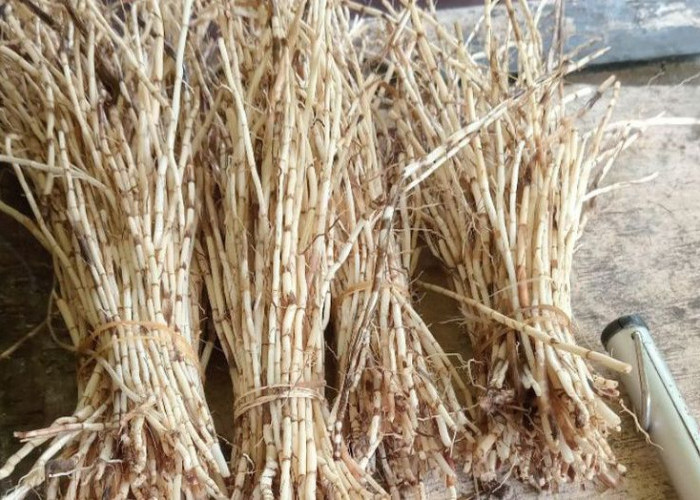 Rahasia Sehat dari Alam: Lima Manfaat Akar Alang-Alang untuk Kesehatan!