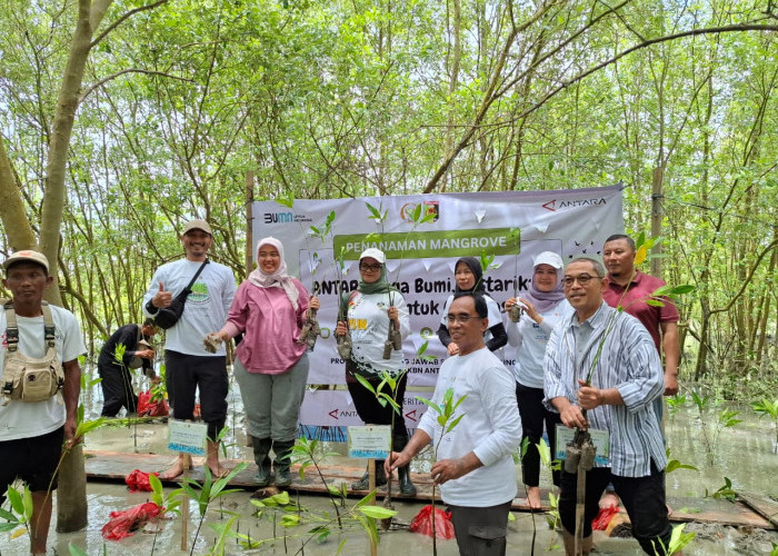 ANTARA Gelar TJSL Rehabilitasi Mangrove di Lampung Timur