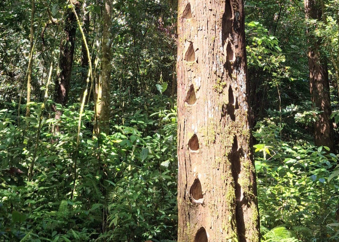 Harga Damar Mata Kucing Pesisir Barat Kian Merosot, Ini Dampak yang Dirasakan Petani Krui 