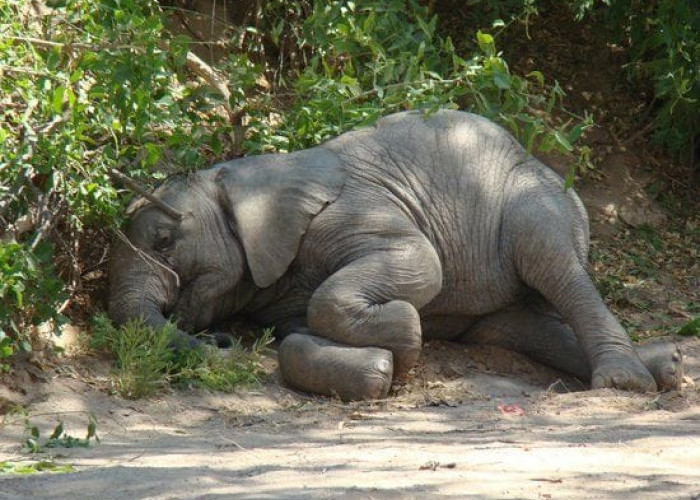 Negatif Virus EEHV, BKSDA Temukan Zat Tak Wajar di Bangkai Anak Gajah Jambi
