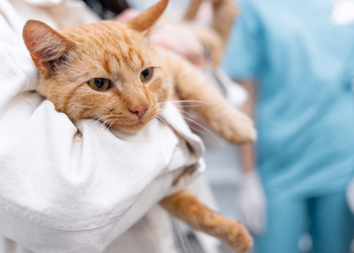 Tak Hanya Rabies, Ini Penyakit dari Kucing yang Bisa Menular ke Manusia