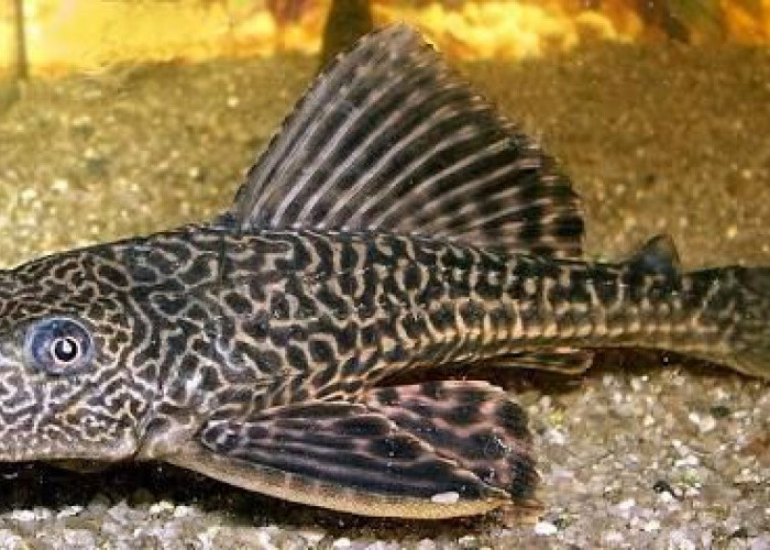 Ikan Sapu-Sapu di Perairan Umum, Apa yang Perlu Diketahui?