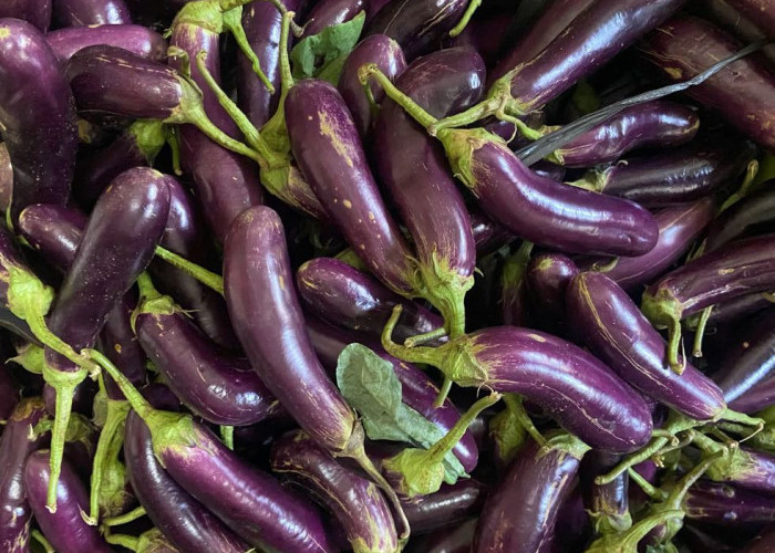 Manfaat Terong Ungu untuk Kesehatan Tubuh yang Jarang Diketahui