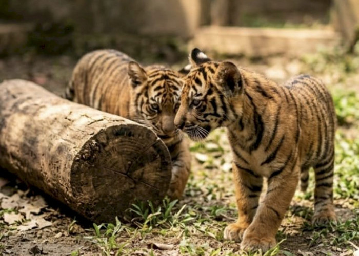Dua Anak Harimau Sumatera Lahir di Lembah Hijau Lampung, Bukti Sukses Konservasi Satwa Langka
