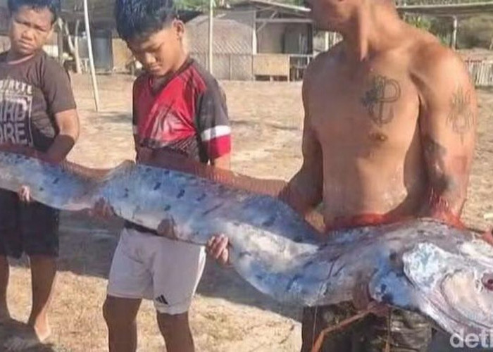 Ikan Oarfish 4 Meter Terdampar di Pantai Pink Lombok, Kadis Kelautan Jelaskan Penyebab Kemunculannya