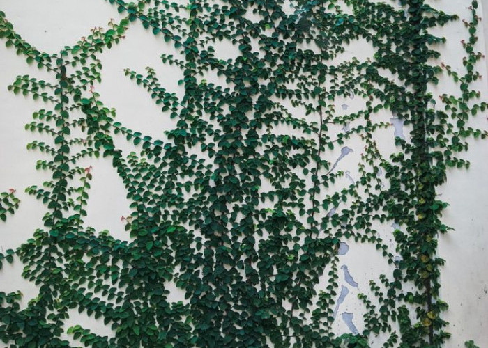 5 Rekomendasi Tanaman Merambat untuk Hiasan Rumah