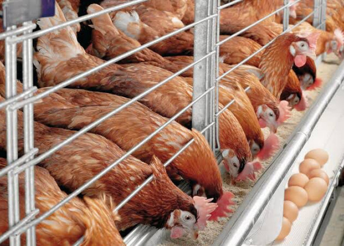 Danantara Danai Peternak Rp20 Triliun untuk Amankan Pasokan Ayam MBG