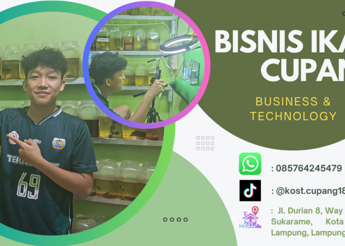 Dari Hobi Jadi Cuan, Bisnis Ikan Cupang Kian Dilirik