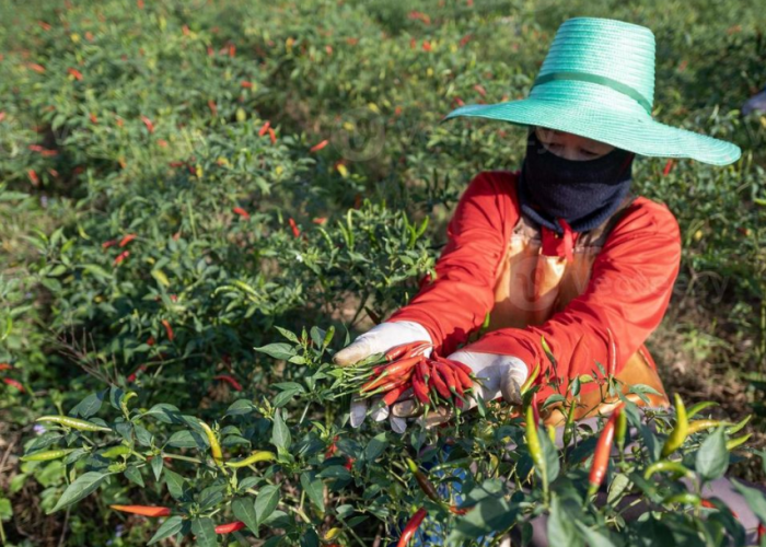 Harga Cabai Tembus Rp150 Ribu per Kg, Kemendag Kirim 7 Ton Pasokan ke Halmahera