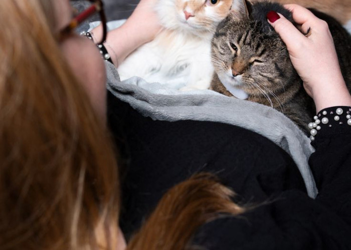 Mengapa Kucing Menjadi Salah Satu Mood Booster Terbaik di Rumah? Ini Penjelasannya