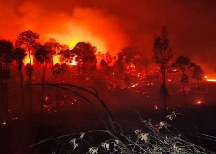 DPR Minta Aparat Usut Dugaan Suap Izin Konsesi Lahan Terkait Karhutla