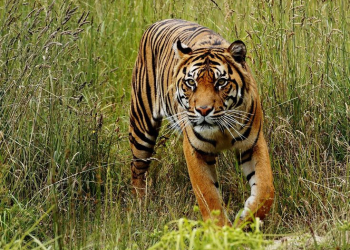 Viral! Seekor Harimau Terekam di Jalan Suoh Lampung Barat, Bikin Warga Panik 