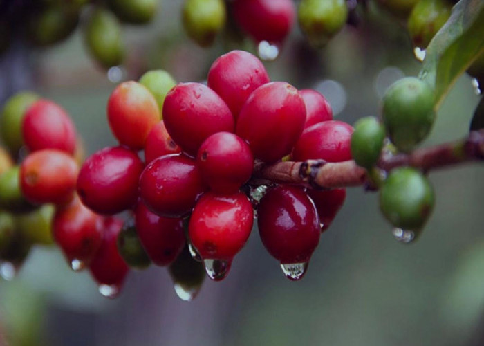 Dari Kebun Hingga Devisa: Robusta Lampung Angkat Ekonomi Petani dan Daerah