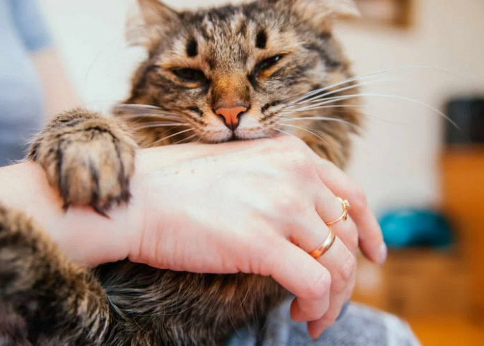 Waspada Infeksi dan Rabies, Begini Cara Menangani Gigitan Kucing!
