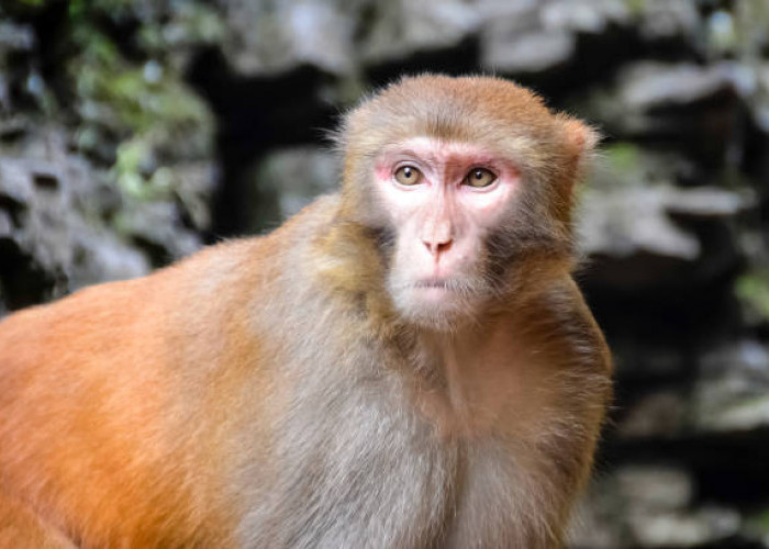 Penelitian Ungkap Monyet Rhesus Juga Merasakan Kesepian Seperti Manusia