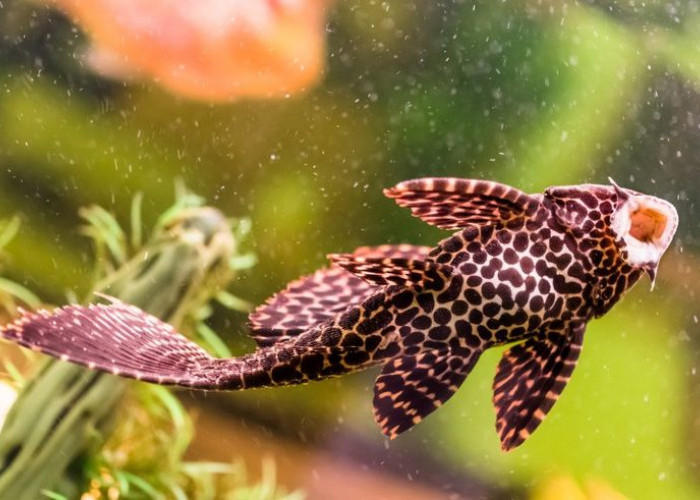 Bukan Lagi Pembersih, Tapi Perusak: Mengapa Ikan Sapu-sapu Wajib Dimusnahkan