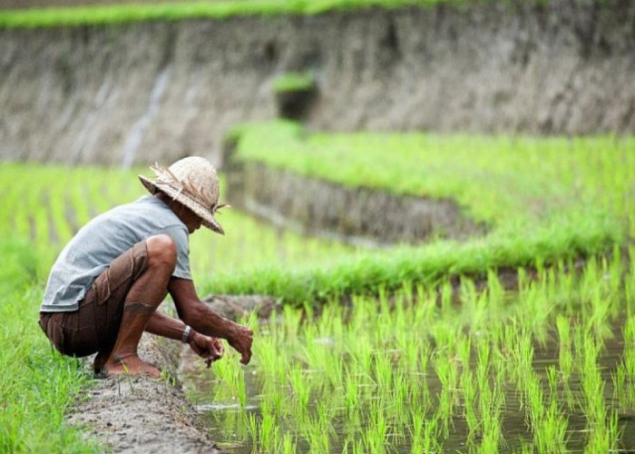 Saat Kemarau Mengeringkan Sawah, Listrik Justru Jadi Andalan Petani Lampung