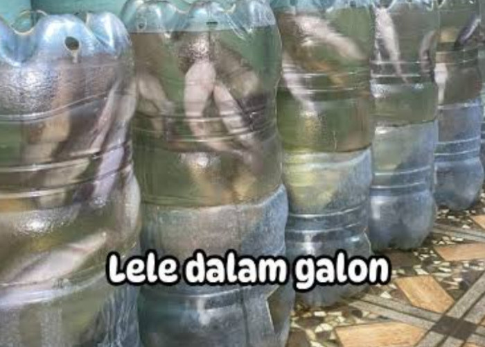 Inovasi Sederhana: Budidaya Lele di Galon Bekas untuk Pemula