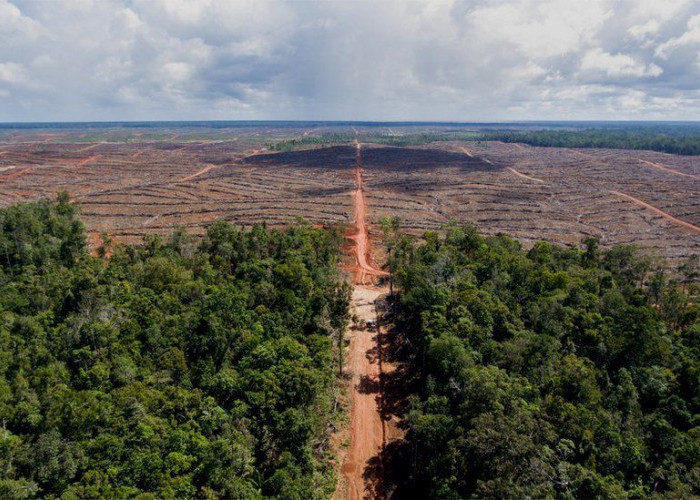 Bencana Ekologis: 11 Juta Hektare Hutan Primer Hilang, Indonesia Jadi Sorotan Dunia