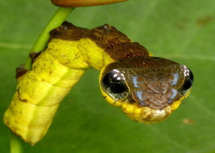 Ulat atau Ular: Mengenal Snake Mimic Caterpillar Sikecil yang Menakjubkan