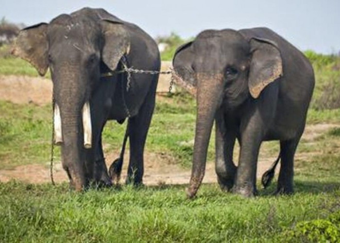 Menelusuri Alasan Lampung Identik dengan Gajah dan Upaya Konservasinya
