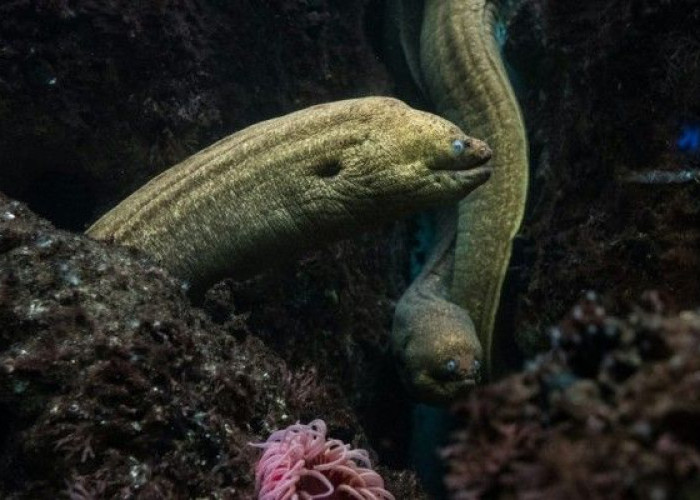 Sang Baterai Hidup dari Amazon: Mengenal Keunikan dan Kekuatan Belut Listrik