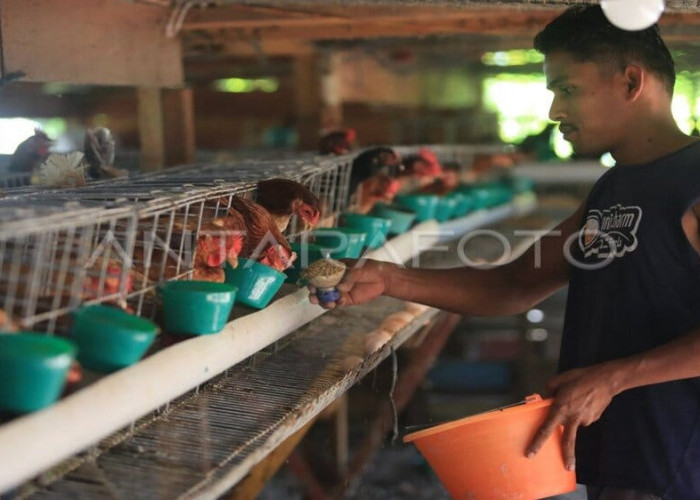 Raup Omzet Puluhan Juta per Bulan, Intip Rahasia Sukses Ternak Ayam Kampung Petelur