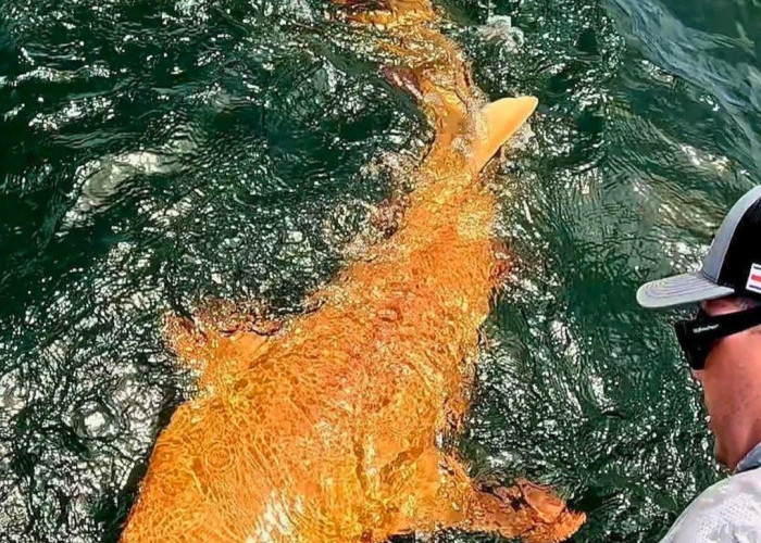 Fenomena Langka! Hiu Berwarna Oranye Ditemukan di Kosta Rika, Bikin Ilmuwan Tercengang