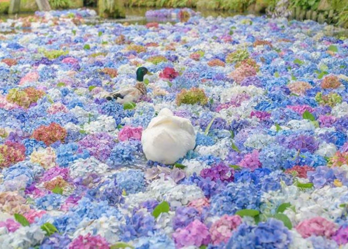 Pesona Submerged Fairyland! Underwater Hydrangeas di Taizhou China Muncul Bak Dunia Peri Bawah Laut