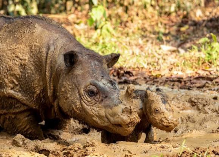 Dua Badak Sumatera Betina di Way Kambas, Ratu dan Delilah, Sedang Bunting dan Dipantau Intensif