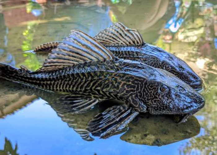 Ikan Sapu-Sapu Itu Sebenarnya Apa? Ini Alasan Kenapa Kehadirannya Merugikan!