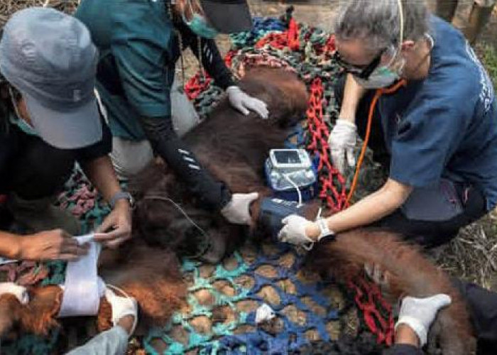 Terdampak Kebakaran Hutan di Ketapang, Seekor Orangutan Berhasil Diselamatkan Tim Medis