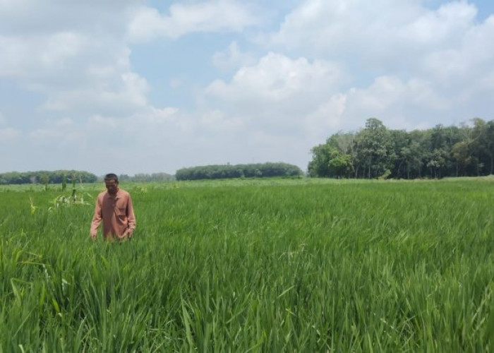 Harga Hortikultura Naik, Nilai Tukar Petani Lampung Tumbuh 3,29 Persen pada Mei 2026