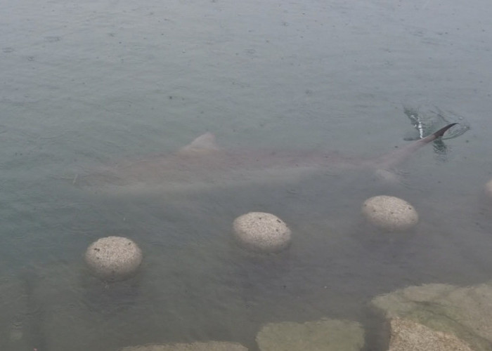 Hiu 3 Meter Muncul di Saluran Air Taman Busan, Warga Diminta Waspada